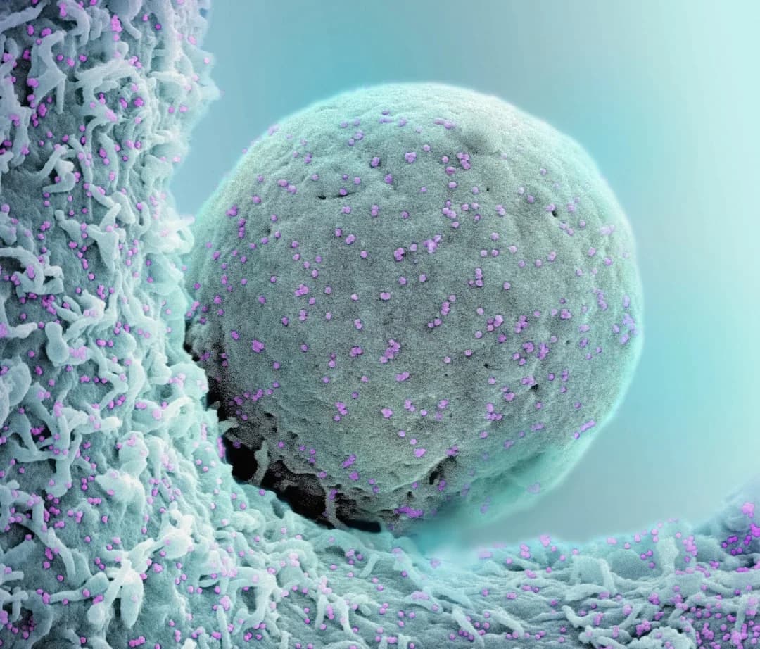 Cover Image for Frontiers in Stem Cell Innovation Conference 2026